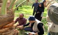 Iran, FAO collaborate to strengthen integrated management of date palm insect pest, diseases